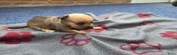 Jack Russell dogs for sale: Beautiful Puppies Jack Russell  - Advert 14