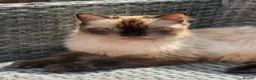 Ragcoon cats for sale: 8 RAGDOL X MAINCOON KITTENS🐱 - Advert 12