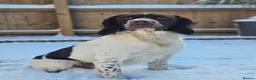 English Springer Spaniel dogs for stud: English springer spaniel at stud - Advert 1