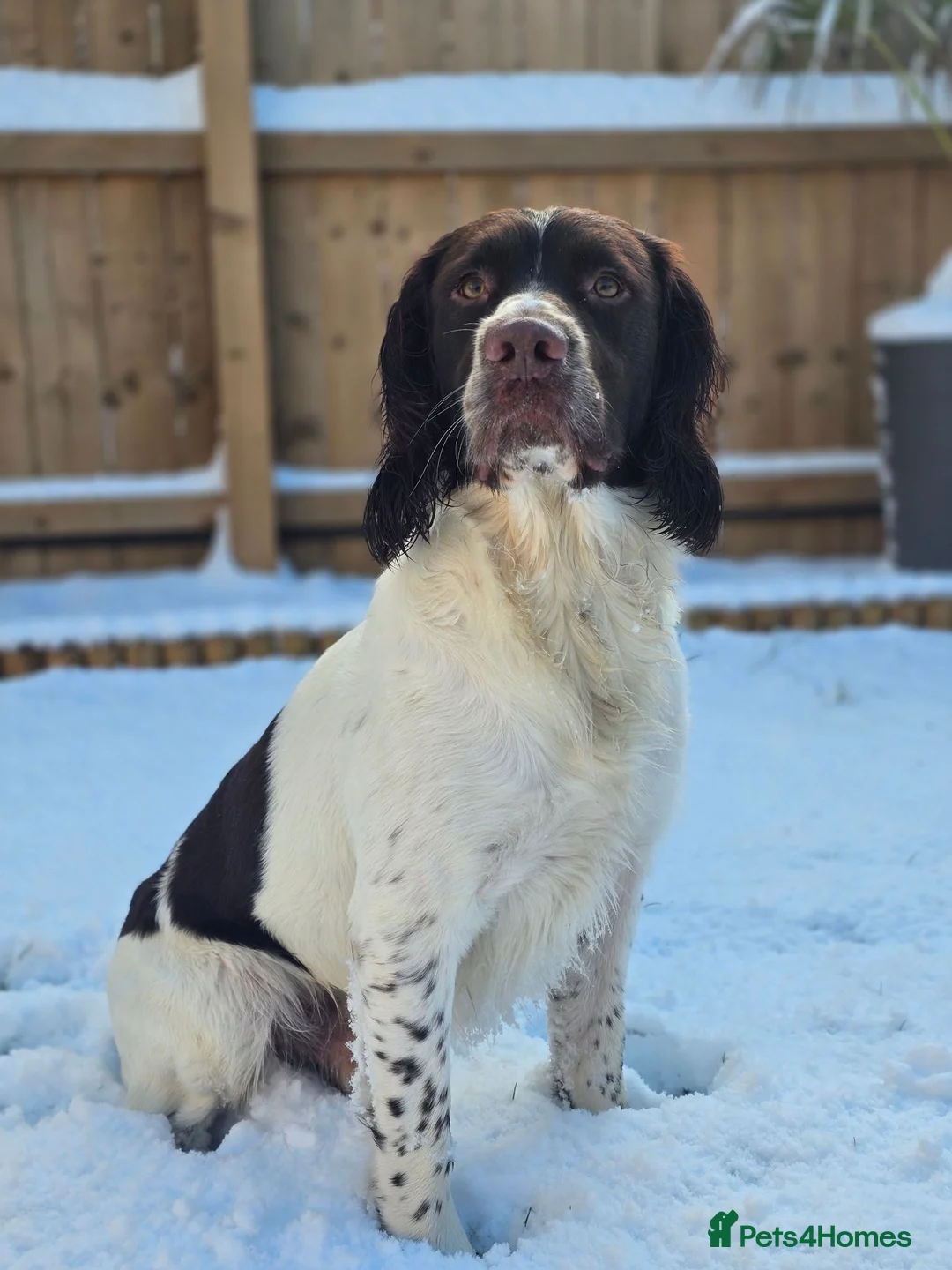 English Springer Spaniel dogs for stud: English springer spaniel at stud - Advert 1