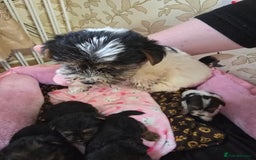 Yorkshire Terrier dogs for sale: 5 yorkies - Image 11