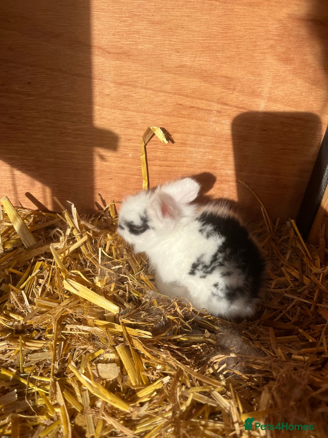 Lionhead rabbits for sale: Lionhead bunny - Image 9