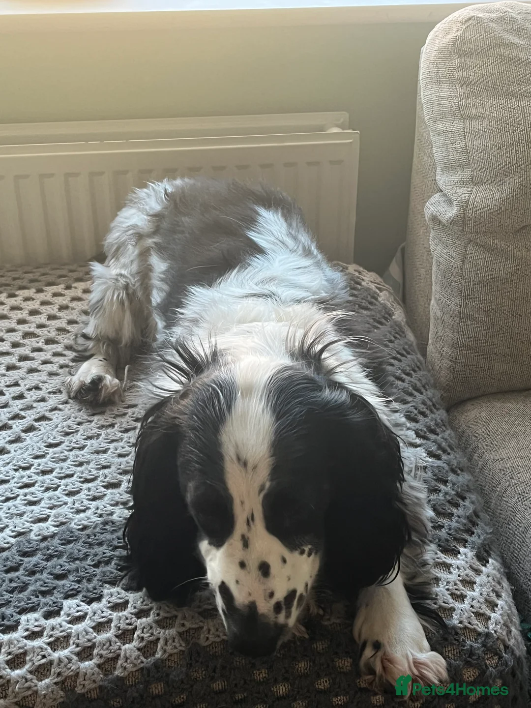 Mixed Breed dogs for sale: Bassett x Springer - Advert 2