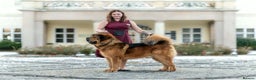 Tibetan Mastiff dogs for sale: Tibetan Mastiff - Advert 4