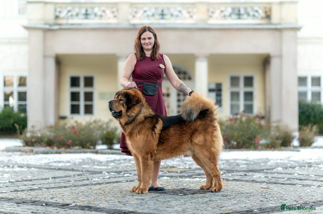 Tibetan Mastiff dogs for sale: Tibetan Mastiff - Advert 4