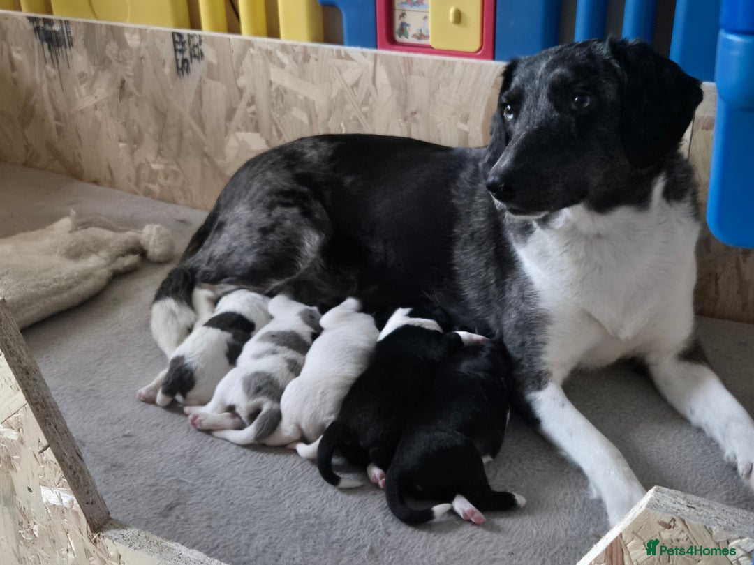 Sprollie dogs for sale: 3/4 Springer Spaniel Puppies  - Advert 11