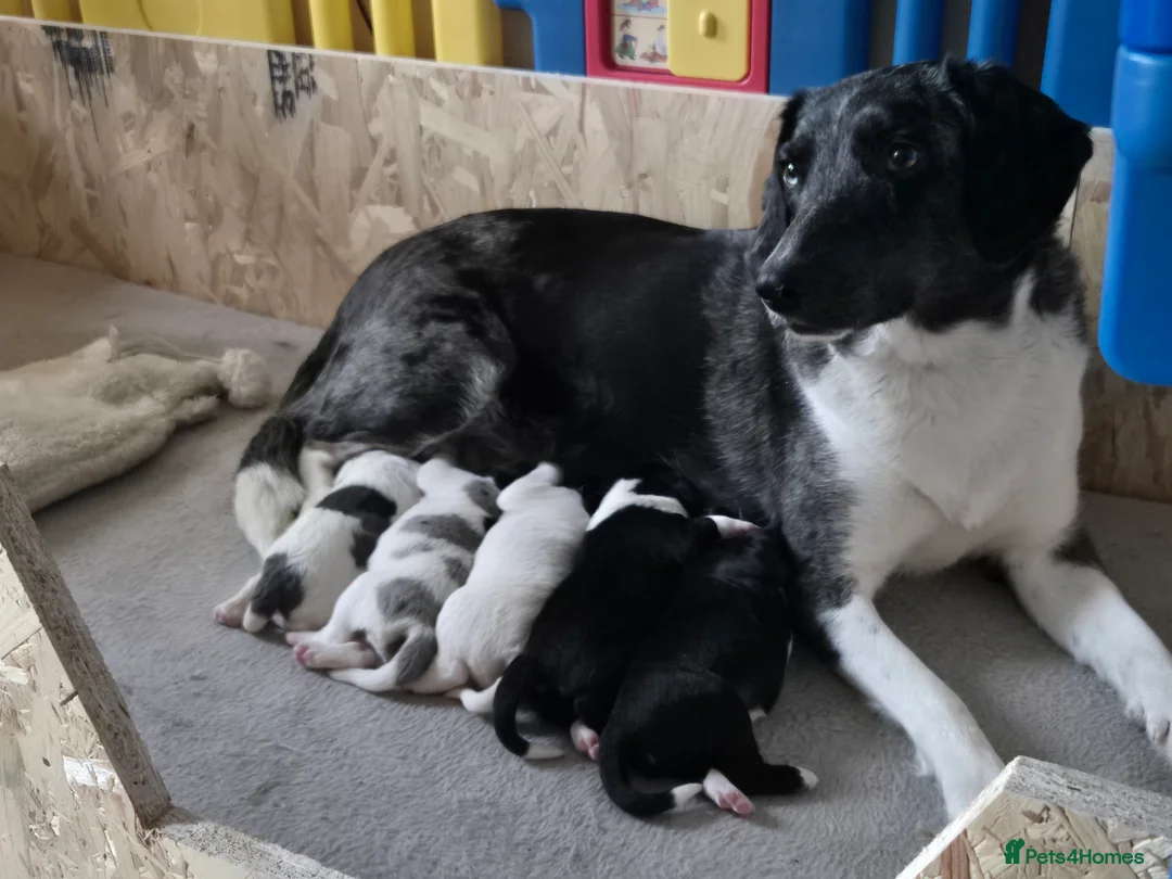 Sprollie dogs for sale: 3/4 Springer Spaniel Puppies - Sprollies - Advert 11