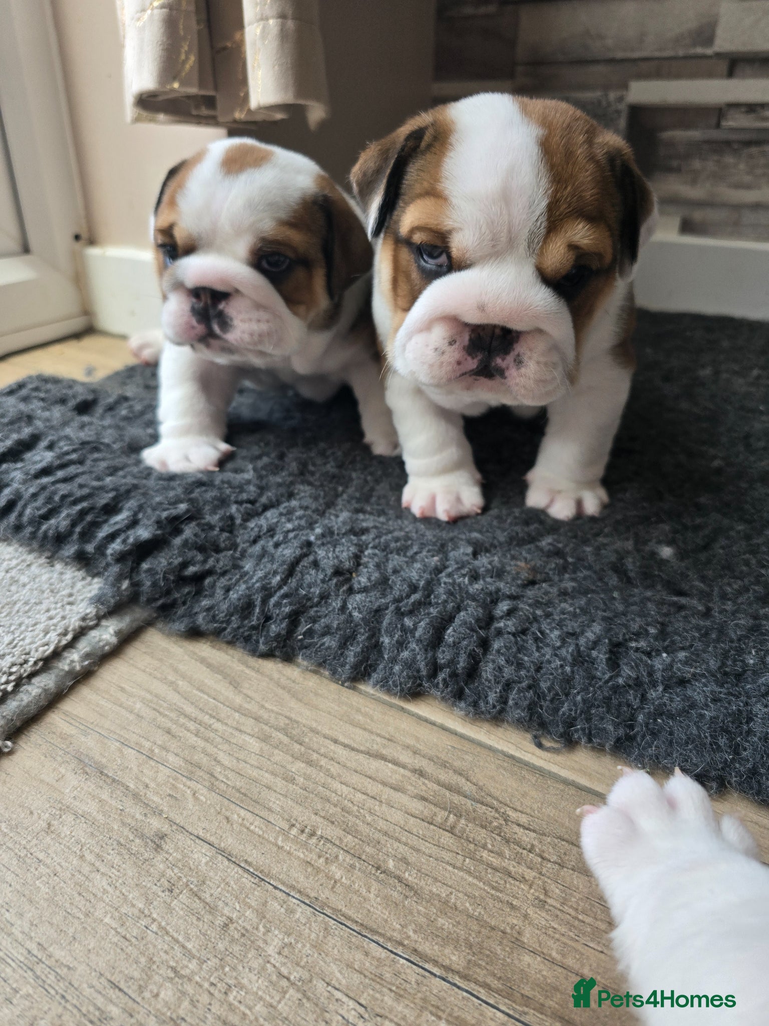 English Bulldog dogs 🐶 🔥KC registered English bulldog puppies✨️🔥 - Advert 15