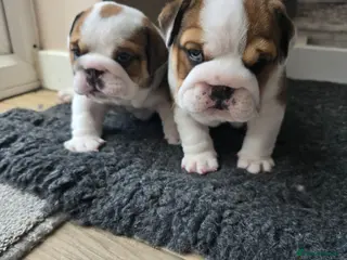 English Bulldog dogs 🐶 🔥KC registered English bulldog puppies✨️🔥 - Advert 15