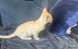 Burmese cats for sale: Burmese Red Male Kitten  - Advert 2