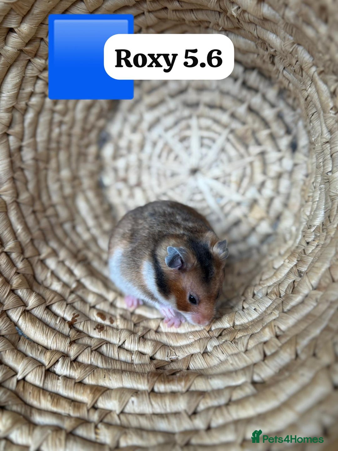 Hamster rodents for sale: Beautiful baby hamsters. Syrian and Russian Dwarf - Image 5