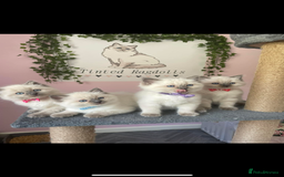 Ragdoll cats for sale: ⭐️champion blood line Ragdolls  in Merthyr Tydfil - Image 6