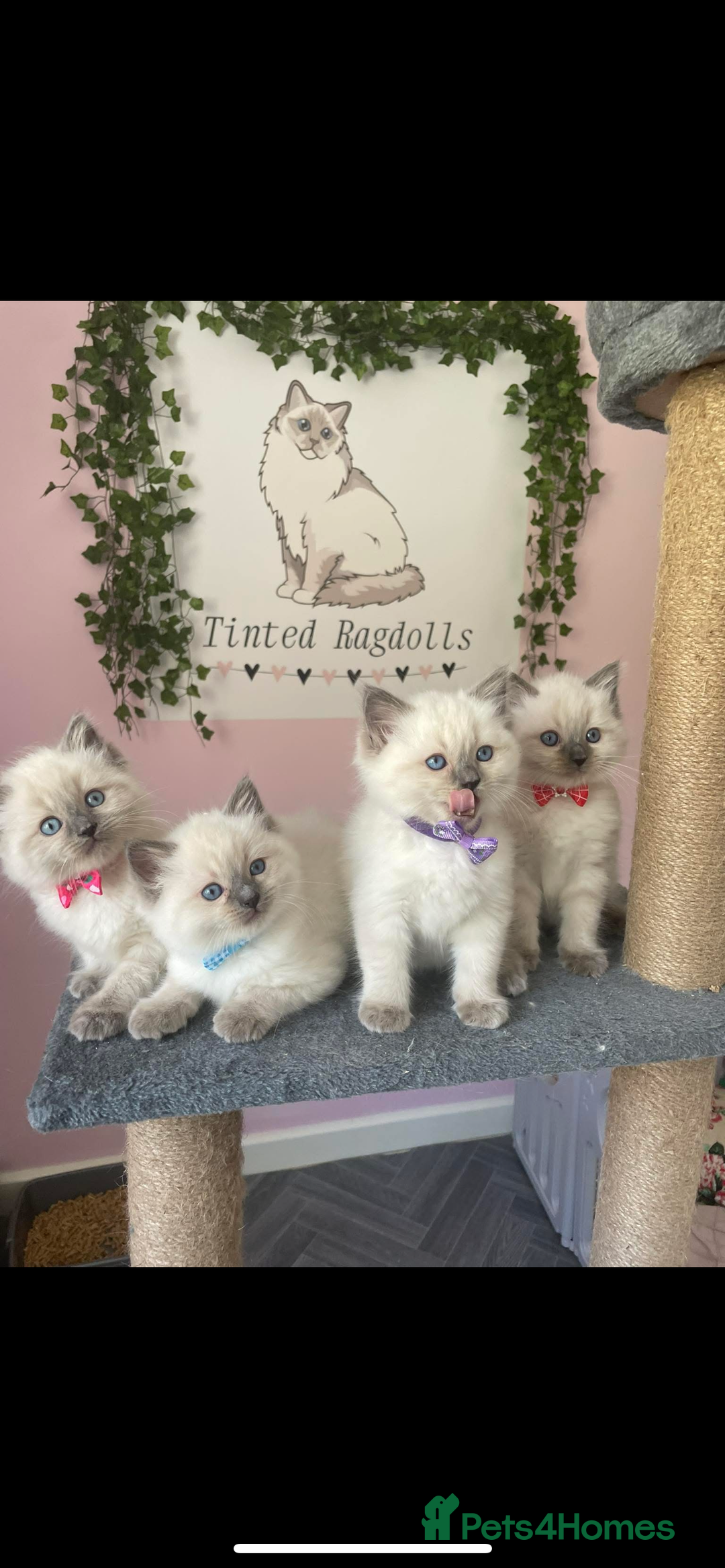 Ragdoll cats for sale: ⭐️champion blood line Ragdolls  in Merthyr Tydfil - Image 6