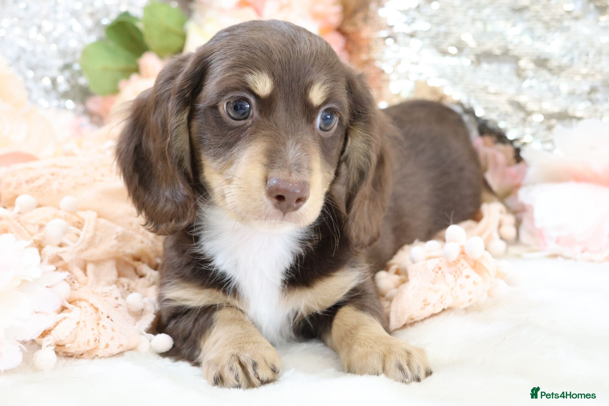 Miniature Dachshund dogs KC Miniature Dachshund Puppies - Advert 17