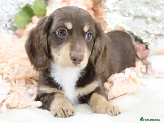 Miniature Dachshund dogs KC Miniature Dachshund Puppies - Advert 17