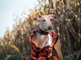 Italian Greyhound dogs in Liverpool - Advert 5