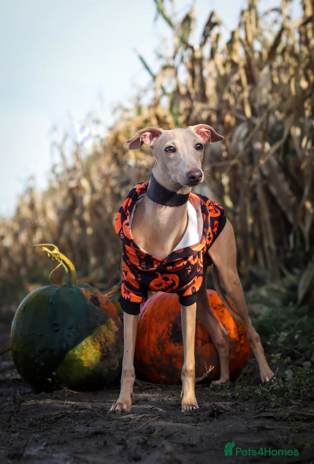 Italian Greyhound dogs for stud: Romeo italian greyhound Russian Import for stud  in Liverpool - Advert 9