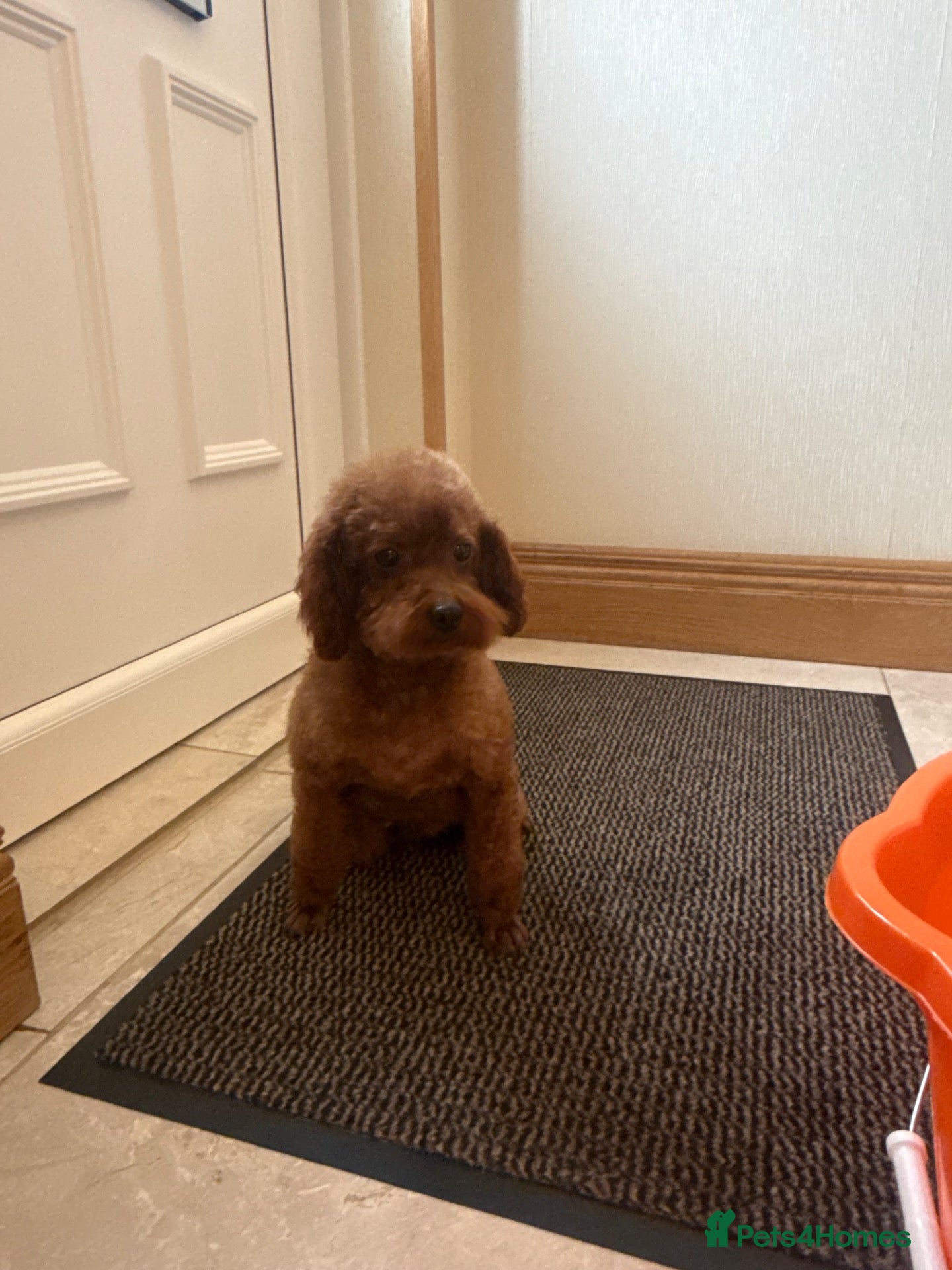 Toy Poodle dogs KC Korean girl toy poodle  - Advert 2