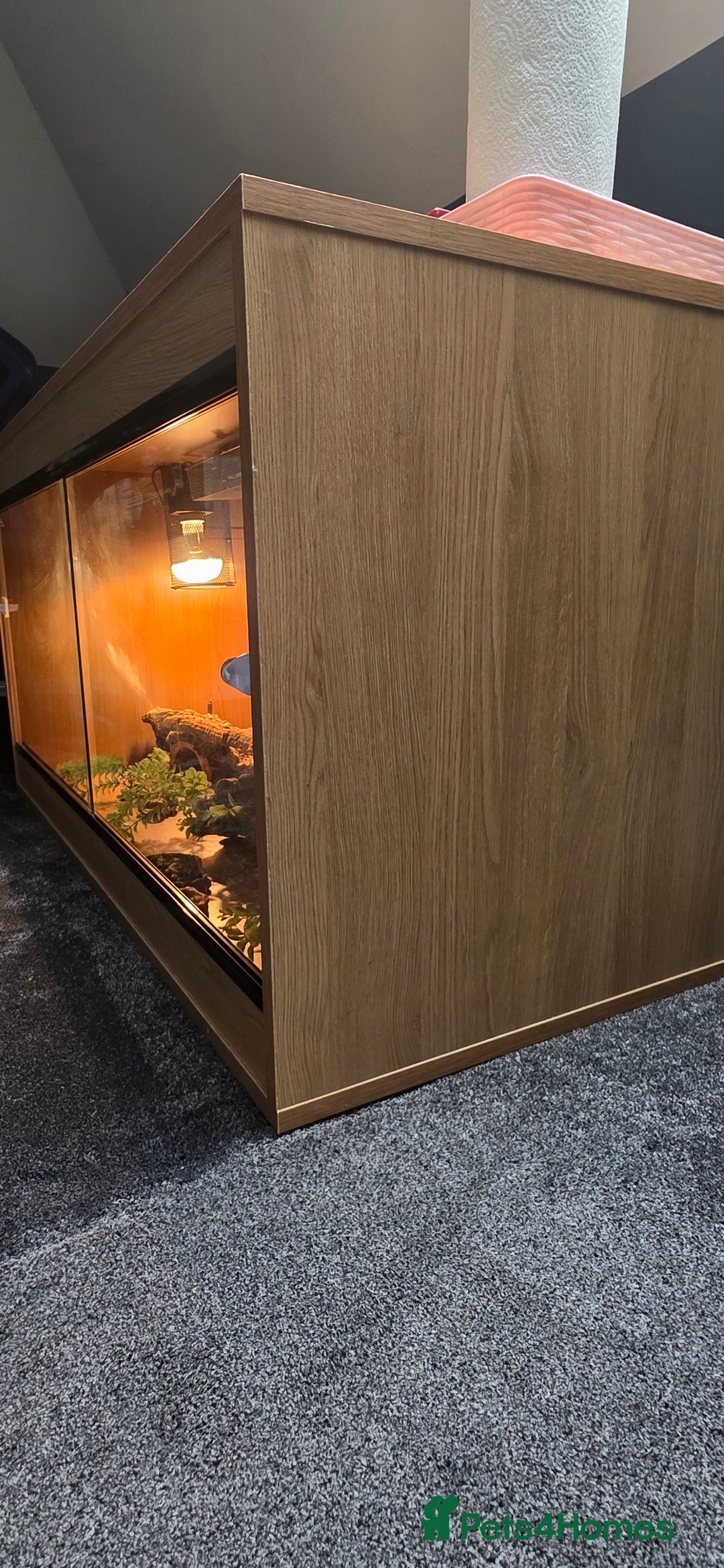 Bearded Dragon reptiles for sale: Travis the Bearded Dragon plus setup  - Image 12