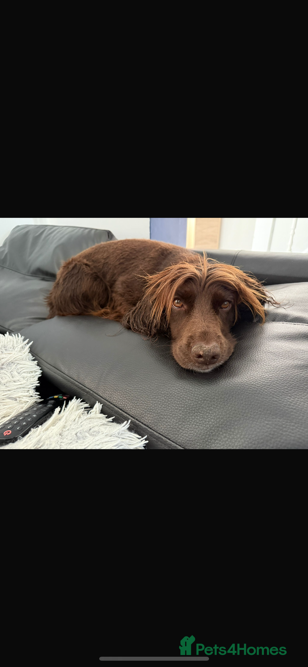 Cocker Spaniel dogs for sale: Working cocker boy exceptional pedigree.  - Advert 5