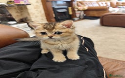 British Shorthair cats for sale: Golden British short hair - Image 1