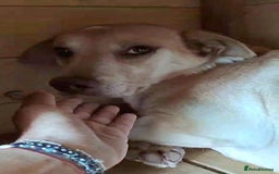 Mixed Breed dogs for adoption: 🐾Luna– small Labrador-type looking for love🐾 - Image 2