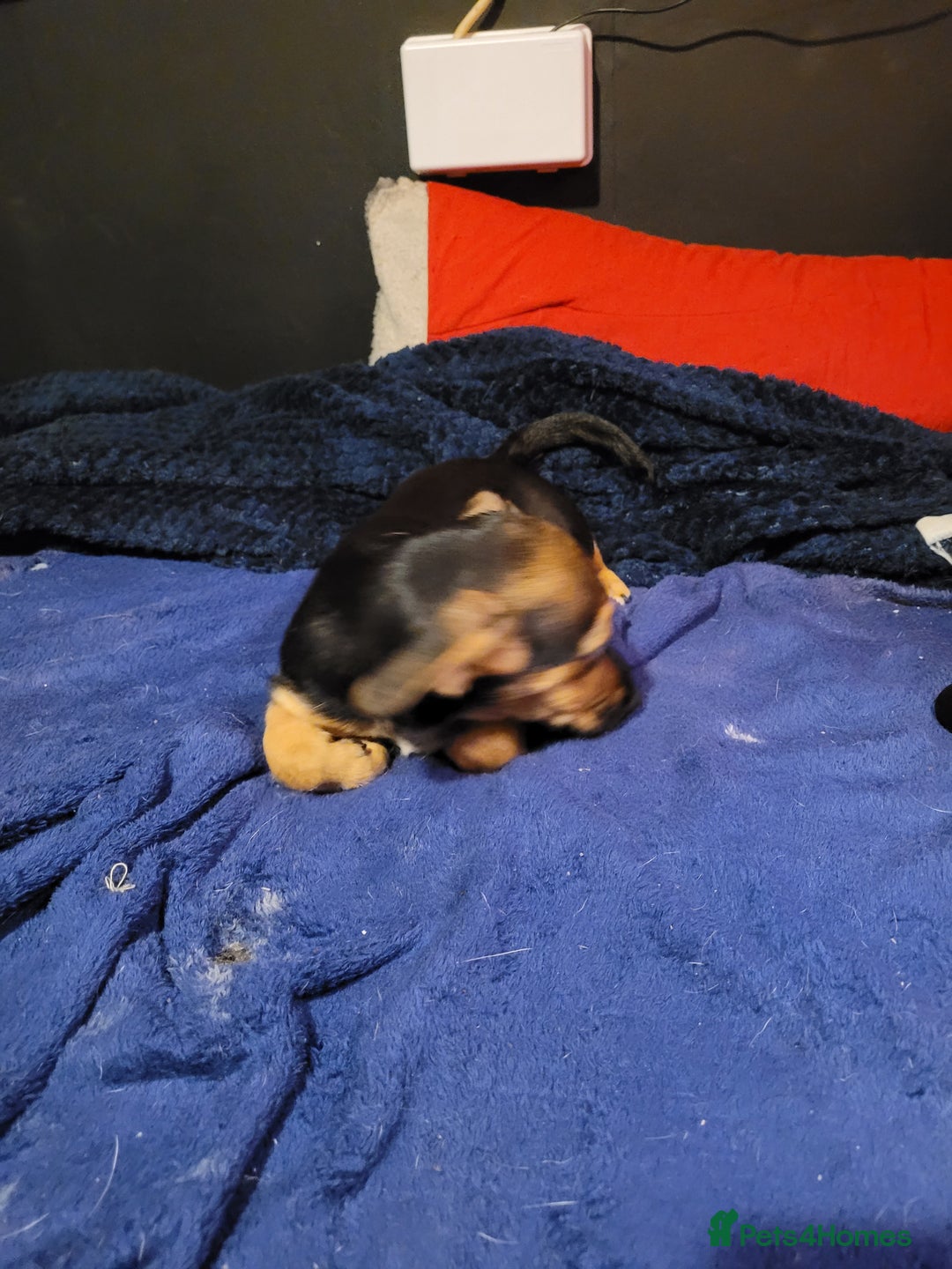 Jack Chi dogs for sale: Beautiful Jack Chi Puppies - Advert 11