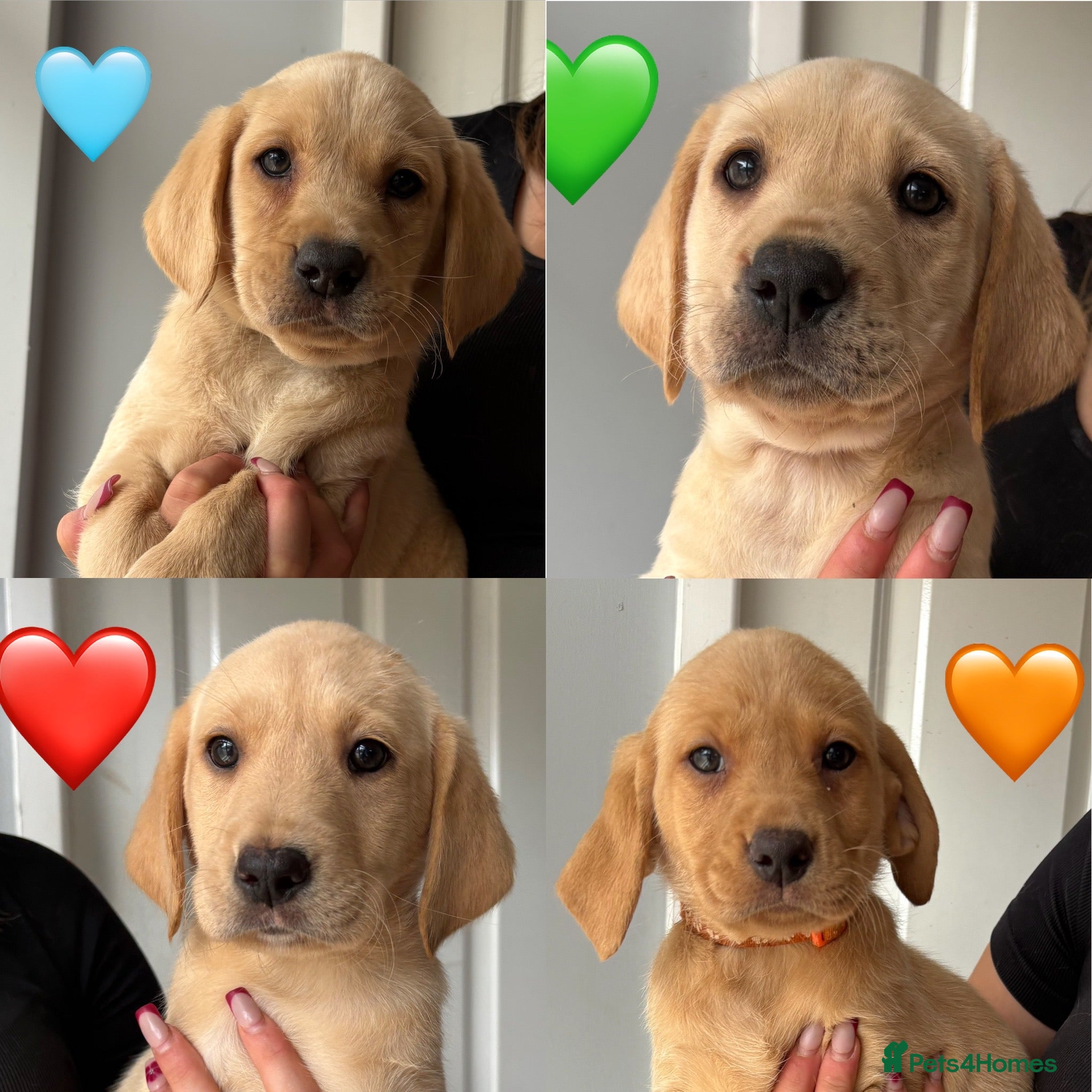 Labrador Retriever dogs READY NOW! Outstanding Labrador Puppies 🐶  - Advert 1