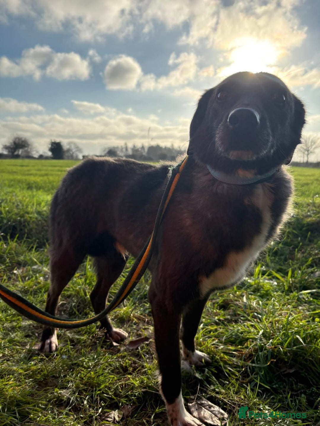 Mixed Breed dogs for adoption: Felice - Norwich Norfolk  - Advert 9