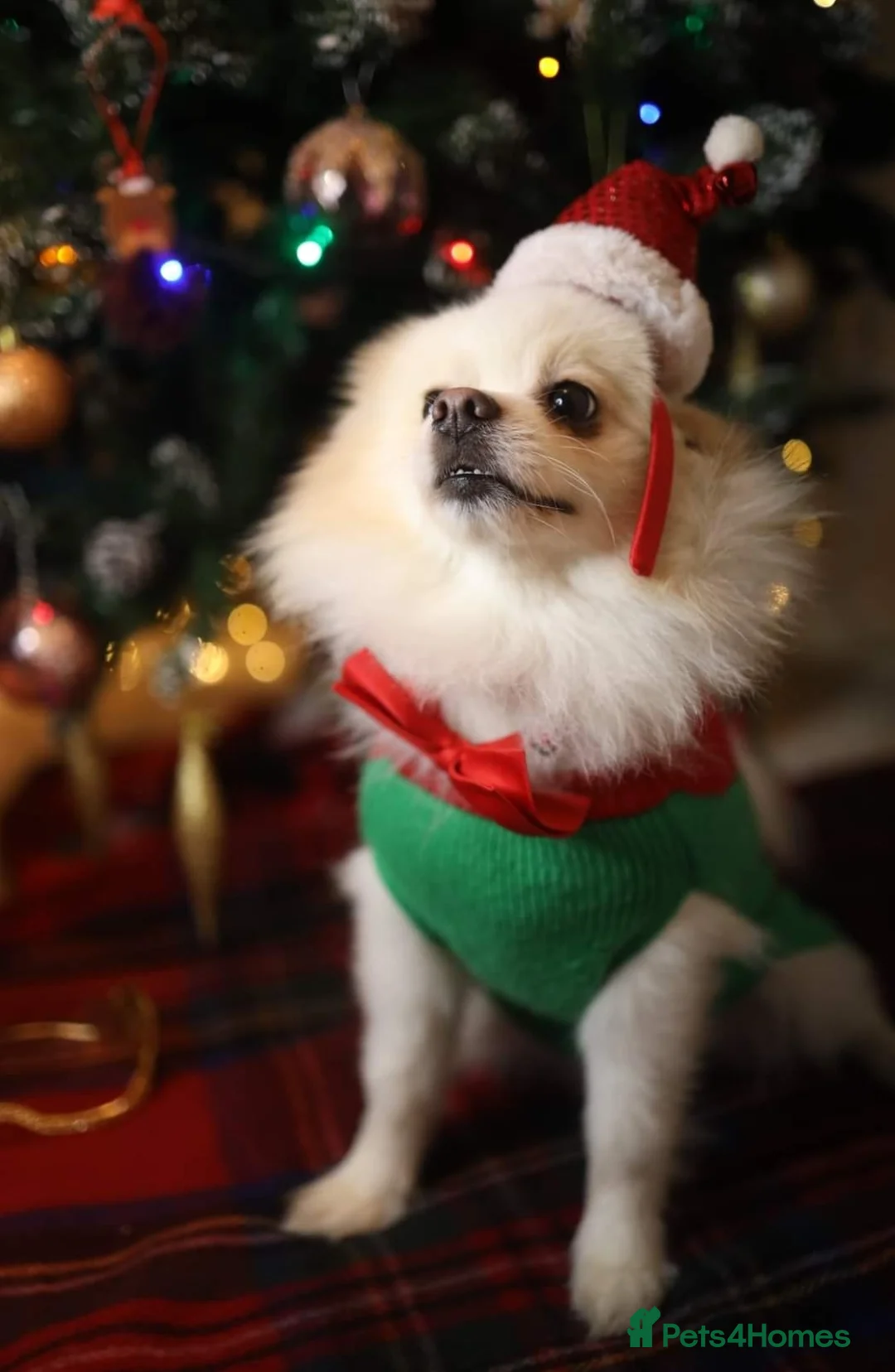 Pomeranian dogs for stud:  White Pomeranian dog “Proven, experienced STUD” in Ilford - Advert 23