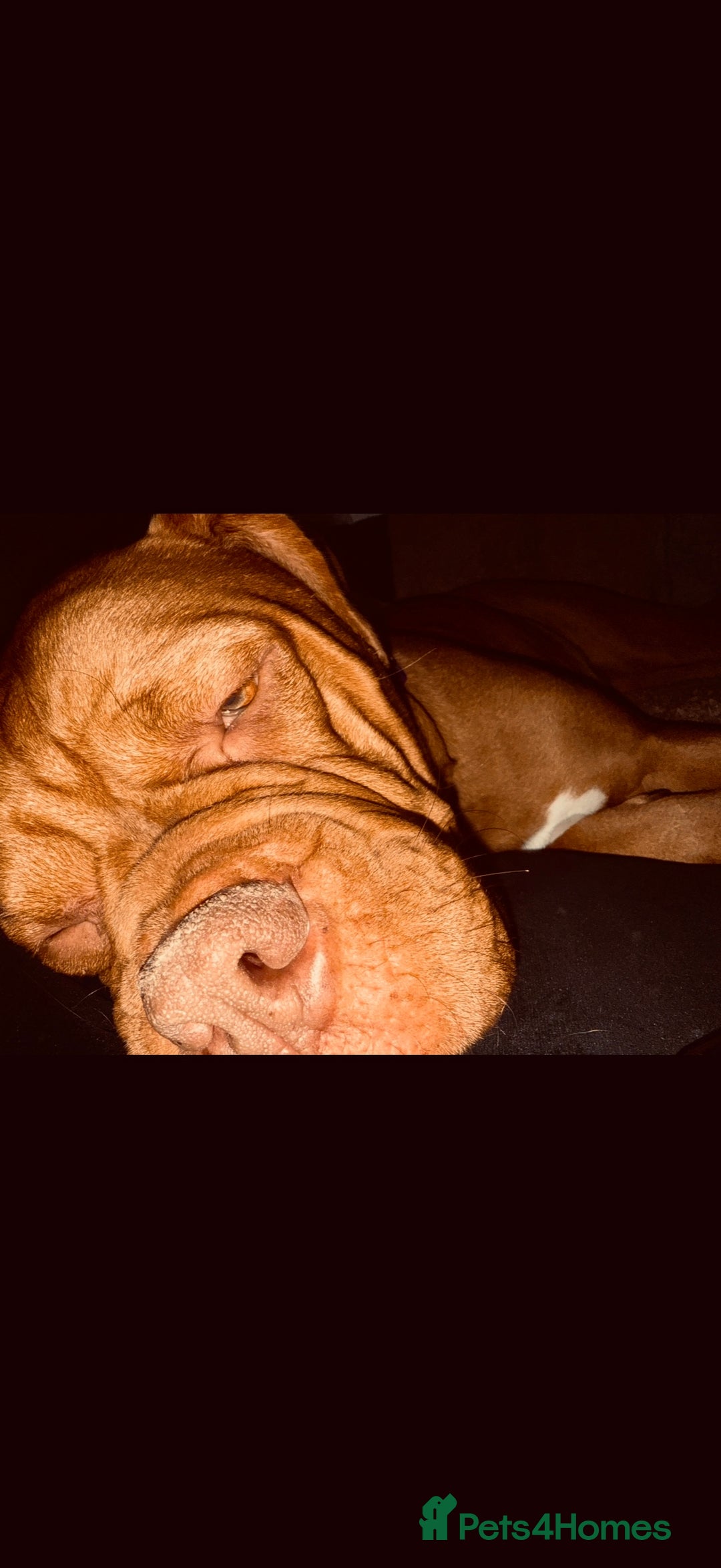 Dogue De Bordeaux dogs for sale: Tina  - Image 7