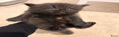 Persian 2