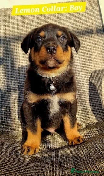 Rottweiler dogs for sale: Friendly family raised Rotties pups in Mansfield - Advert 2