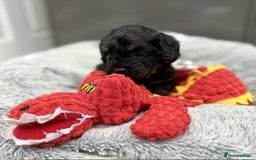 Cavapoo dogs for sale: 🧸Beautiful F1 Cavapoo Puppies, Boy Available🧸 - Image 4