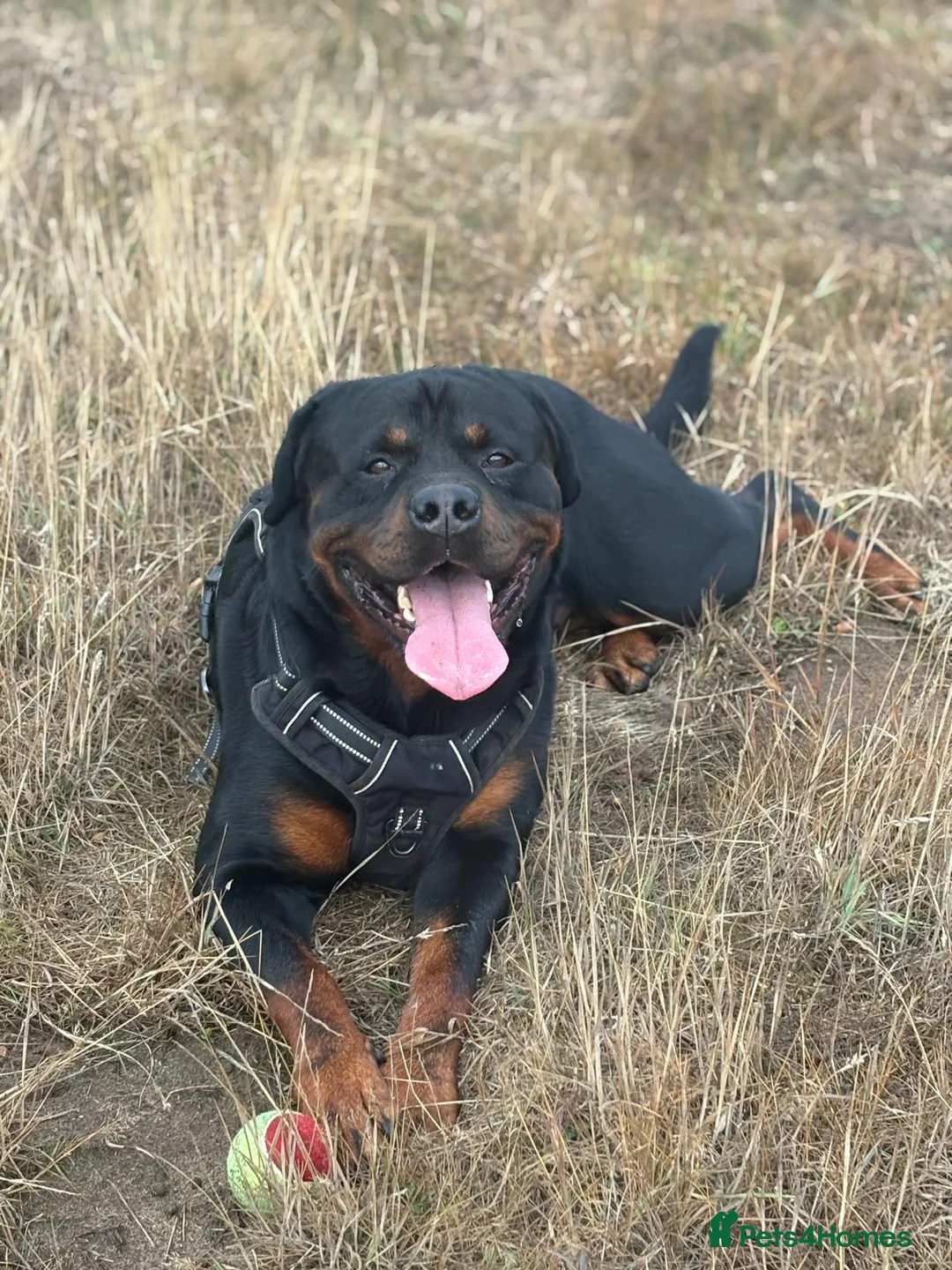 Rottweiler dogs for stud: Pure Pedigree Rottweiler Stud in Coventry - Advert 1