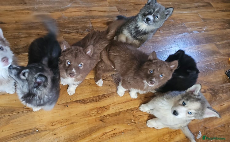 Siberian Husky dogs - Advert 11