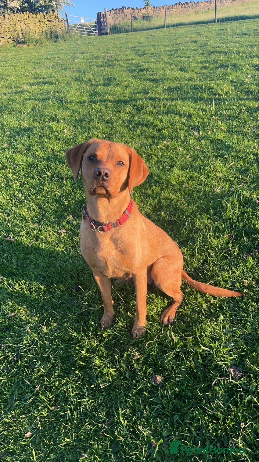 Labrador Retriever dogs for sale: Last girl available ready to leave labrador - Advert 2