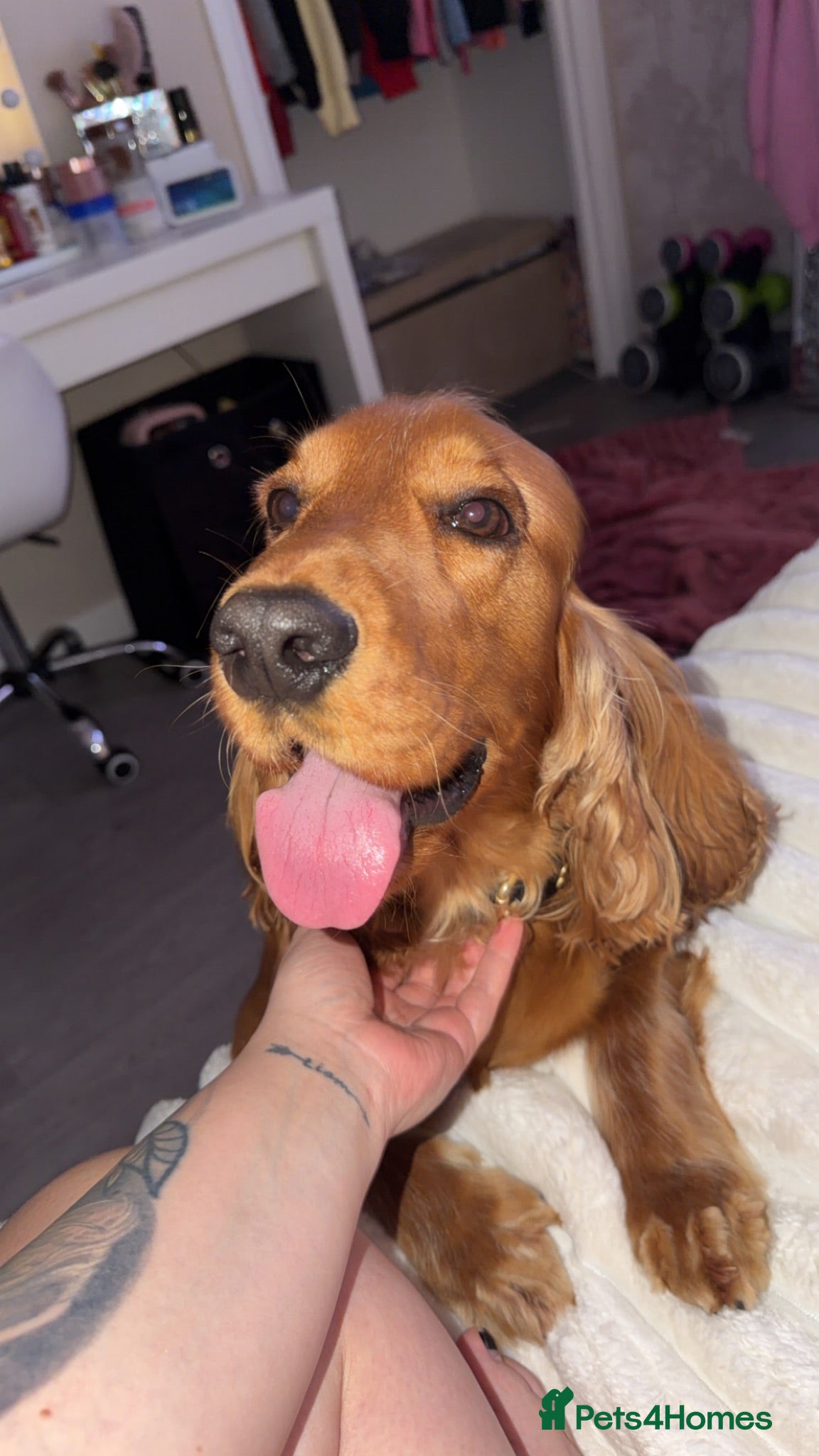 Cocker Spaniel dogs Male cocker spaniel  - Advert 1