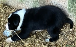 Border Collie dogs for sale: Two collie pups  - Image 6