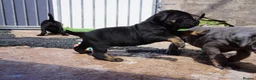 Cane Corso dogs for sale: Quality cane corso puppies - limited available  - Advert 6