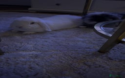 Mini Lion Lop rabbits for sale: Beautiful Bunny’s Sushi 5yrs & Marshmallow 3yrs - Advert 3