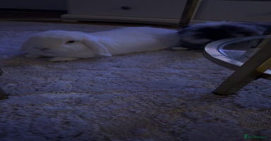 Mini Lion Lop rabbits Beautiful Bunny’s Sushi 5yrs & Marshmallow 3yrs - Advert 6