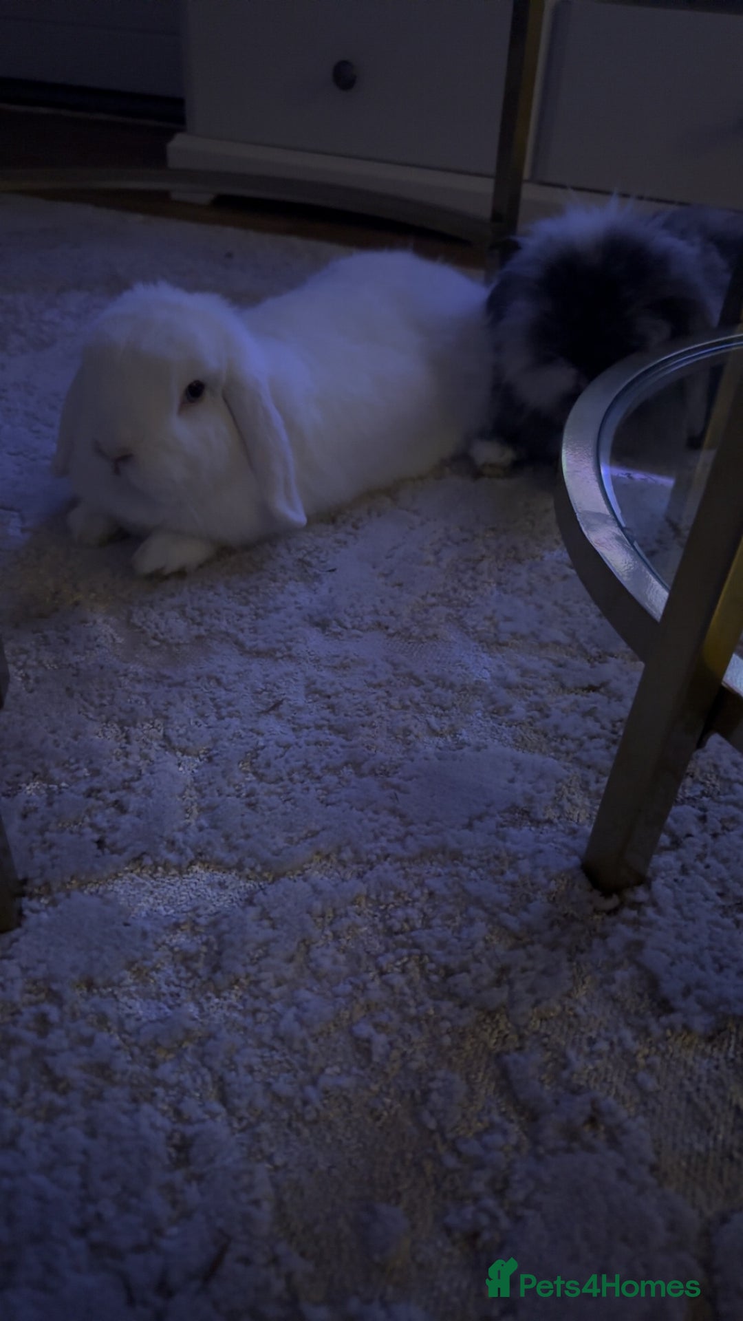 Mini Lion Lop rabbits for sale: Beautiful Bunny’s Sushi 5yrs & Marshmallow 3yrs - Advert 3