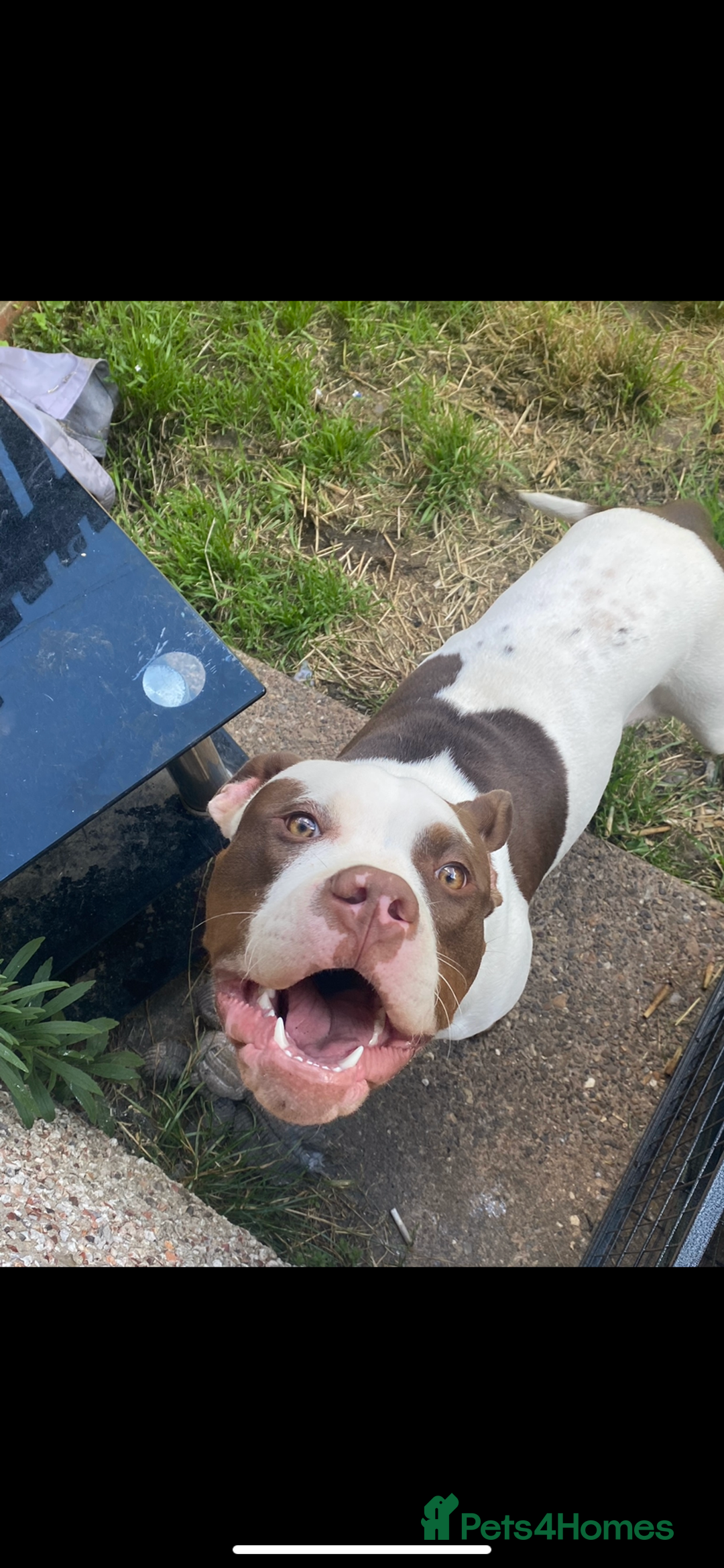 Mixed Breed dogs for sale: to a loving home  - Advert 1