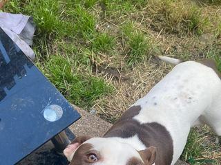 Mixed Breed dogs to a loving home - Advert 11