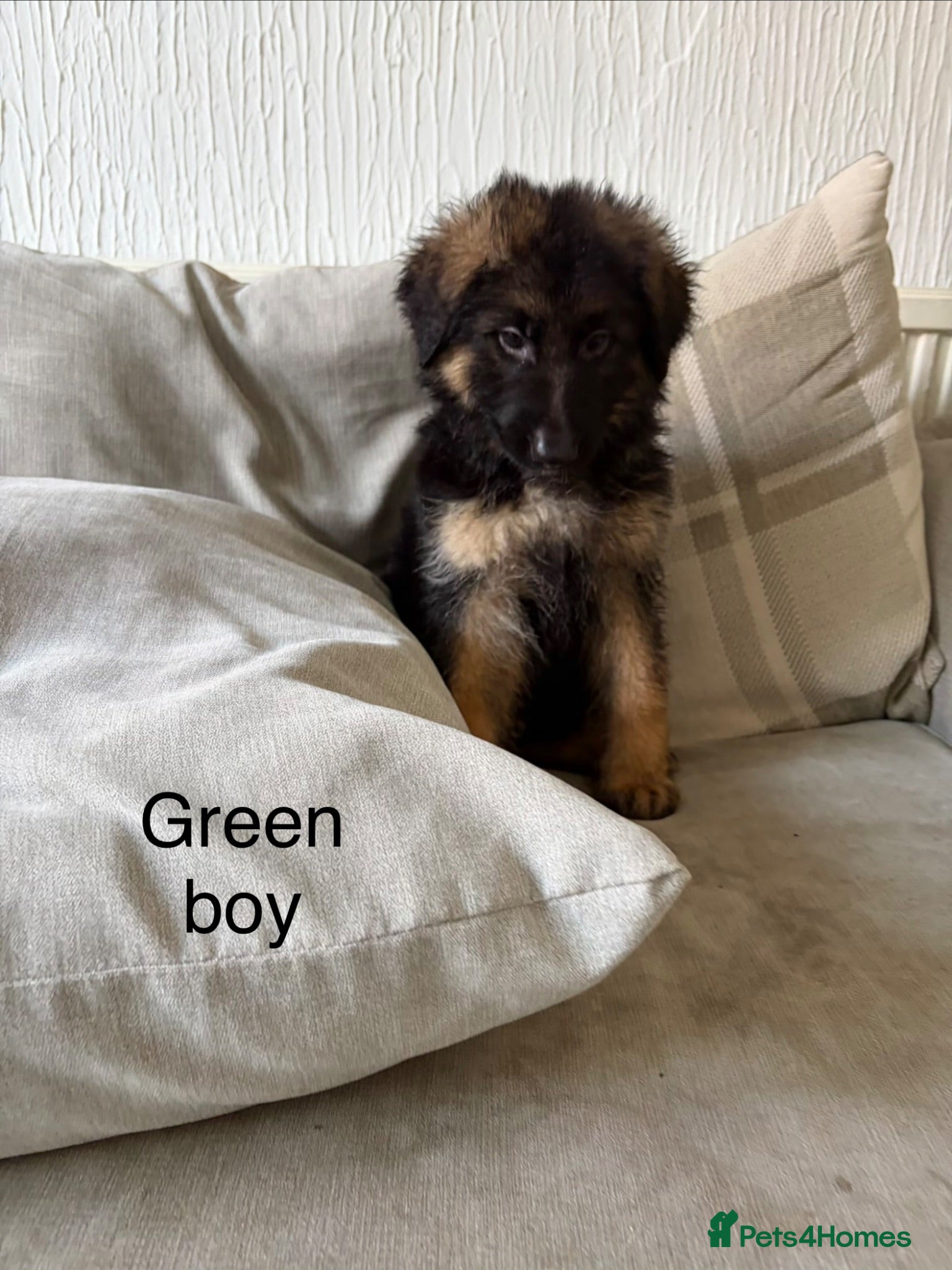 German Shepherd dogs  KC REGISTERED LONG-COAT GERMAN SHEPHERDS  - Advert 2