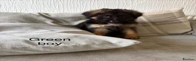 German Shepherd Puppy 2