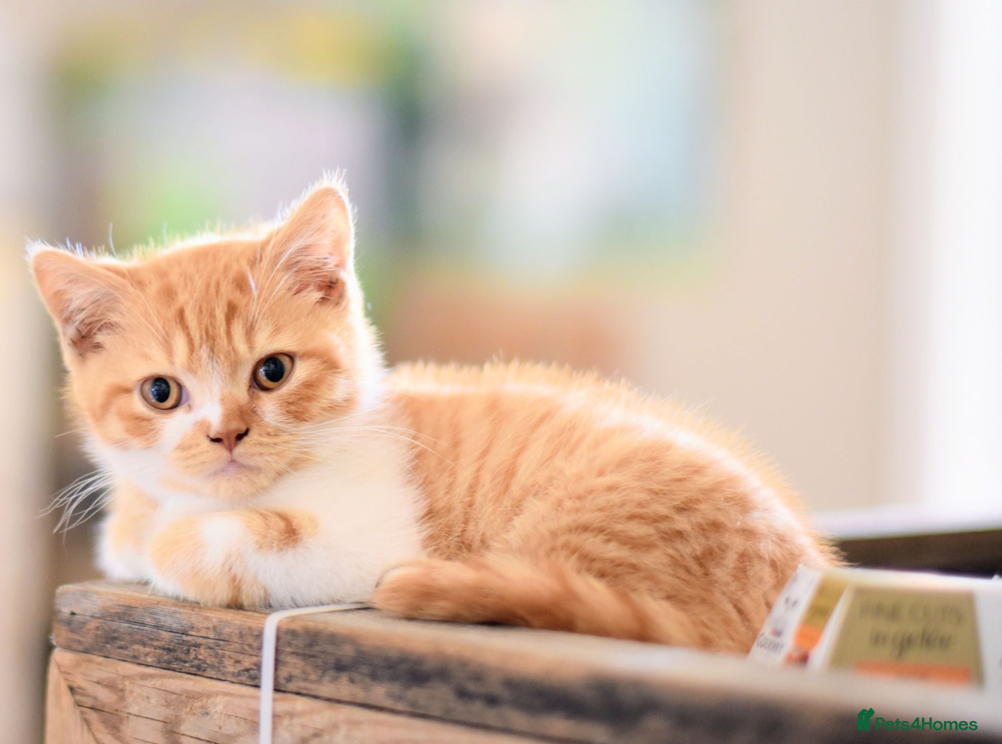 British Shorthair cats GCCf reg. Gorgeous British shorthair kittens  - Advert 1