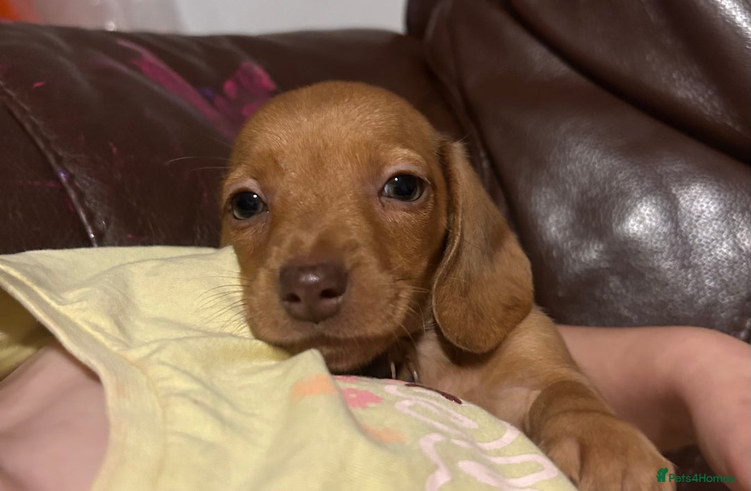 Miniature Dachshund dogs for sale: Mini smooth dachshunds  - Image 22