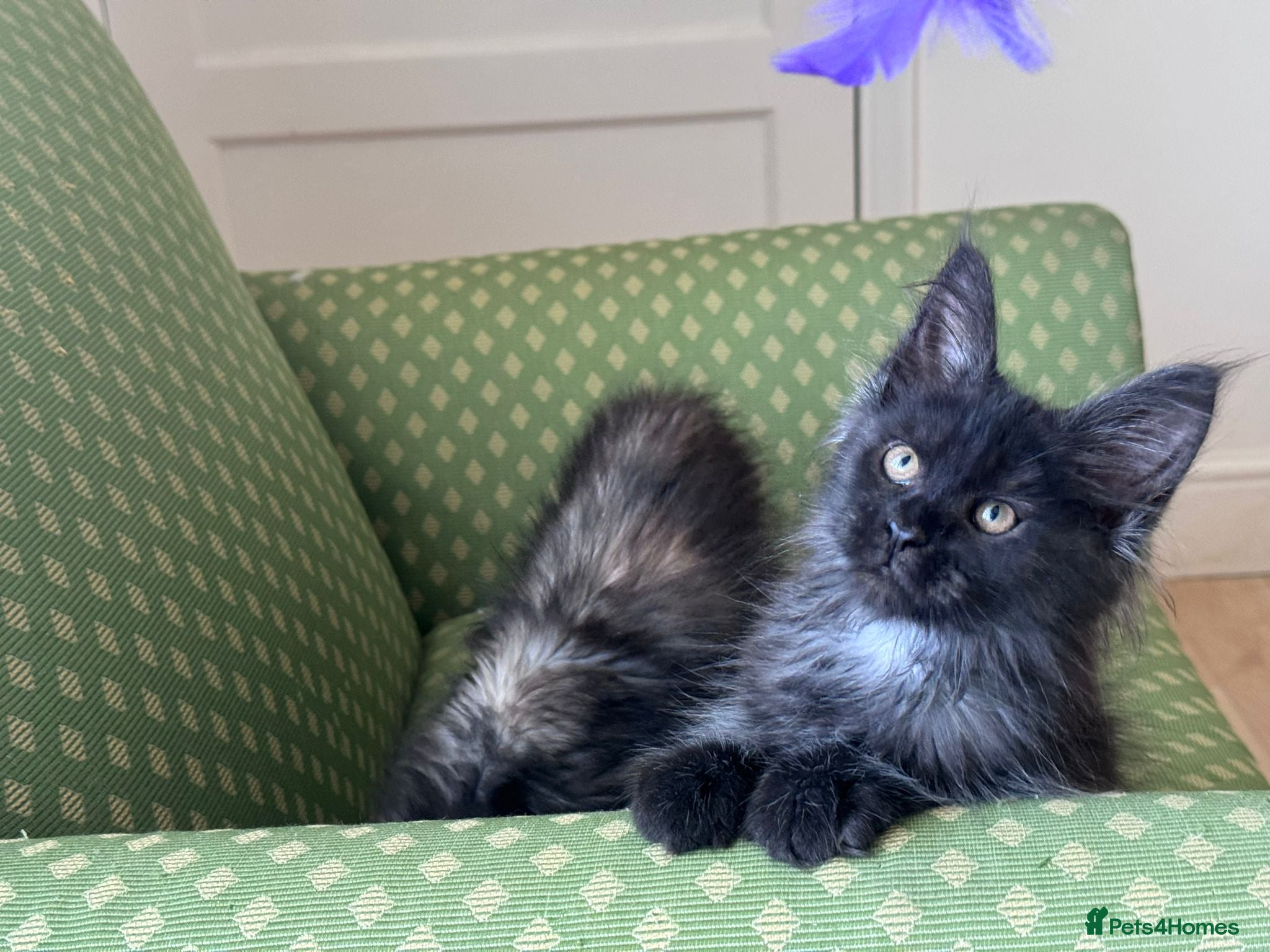 Maine Coon cats Maine Coon active kittens - Advert 2